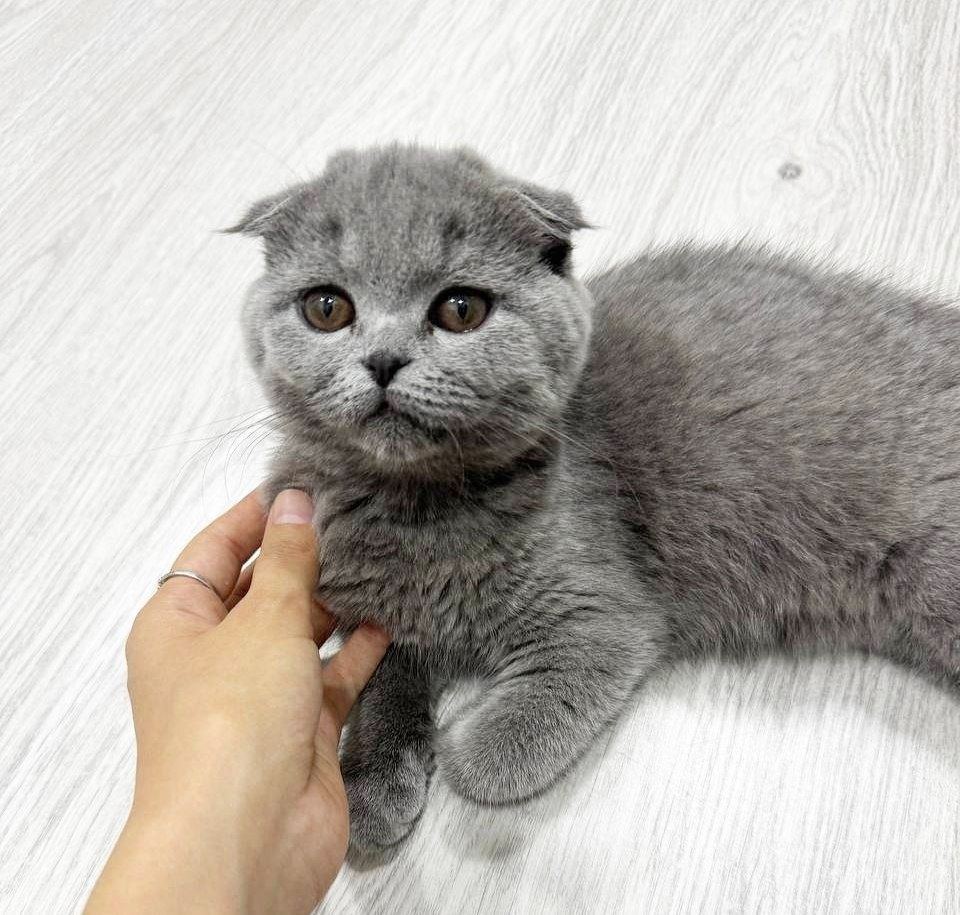 Скотиш фолд котята