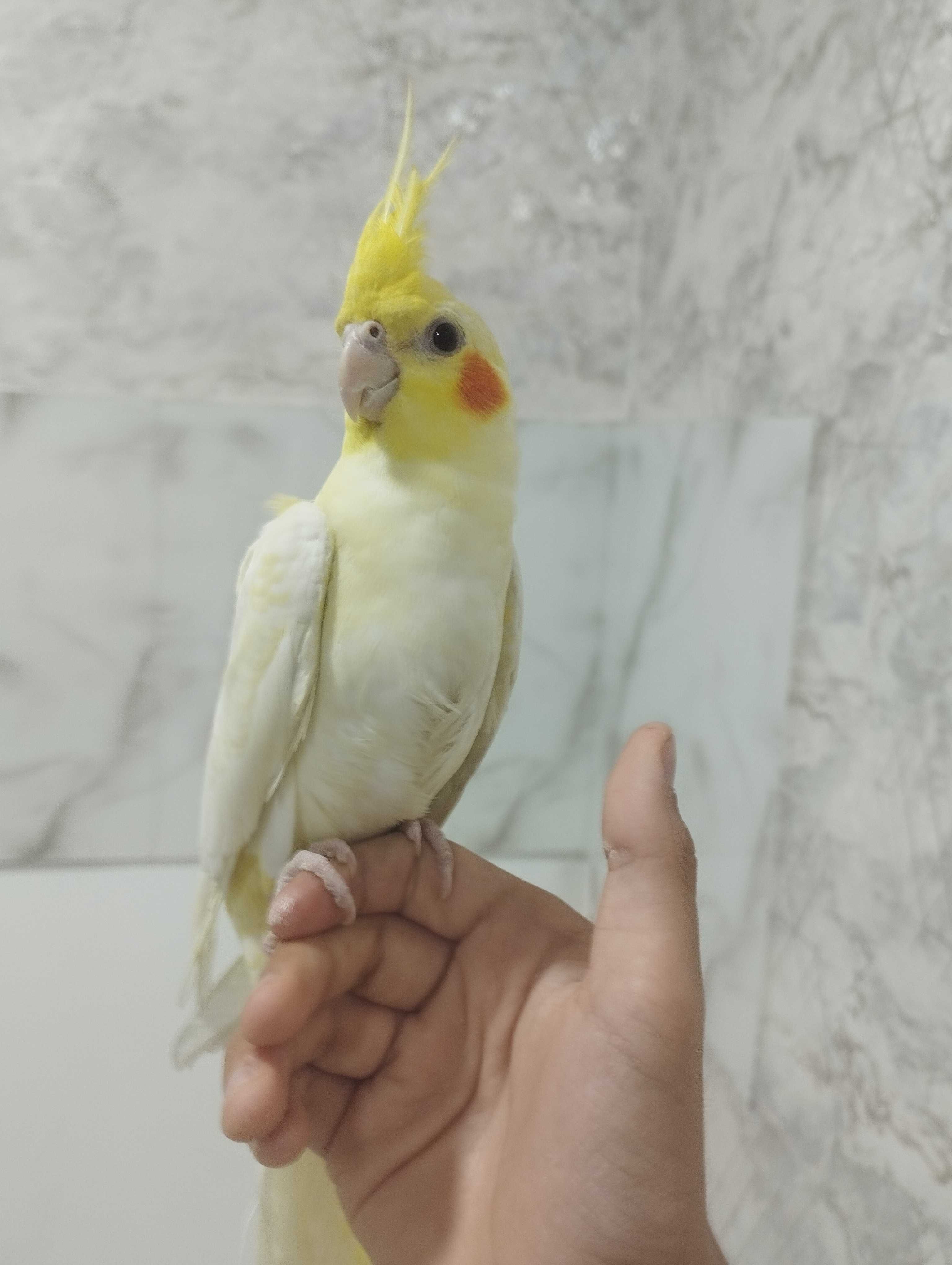 Продается Корела