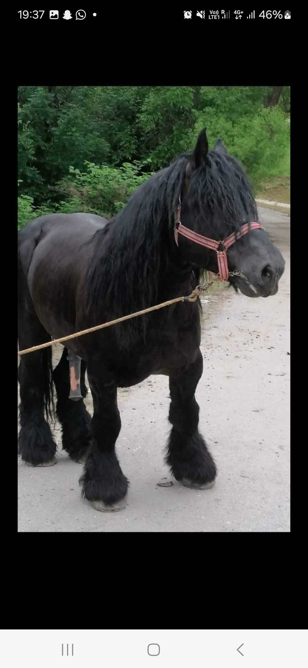 Vând mânz de 4 luni cu forme bune !!!