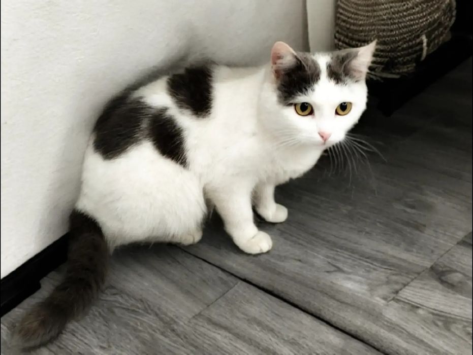 Котёнок ищет дом! Девочка.