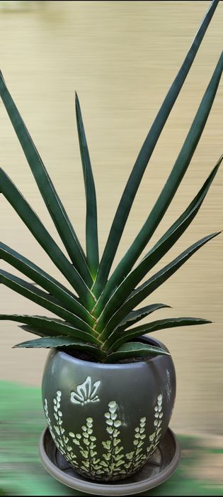 Sansevieria/Sabiuta cu o forma mai speciala