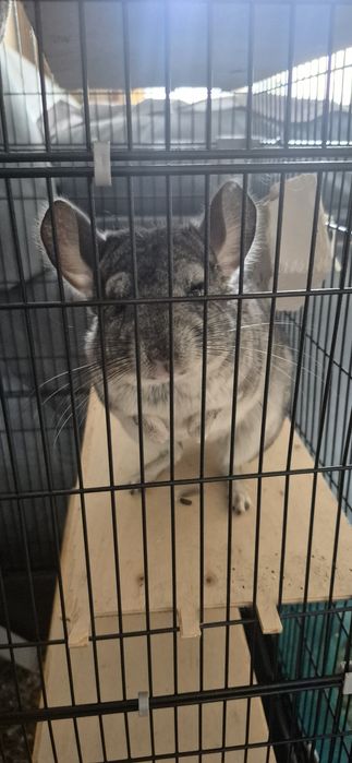 Продам грызуна шиншиллу