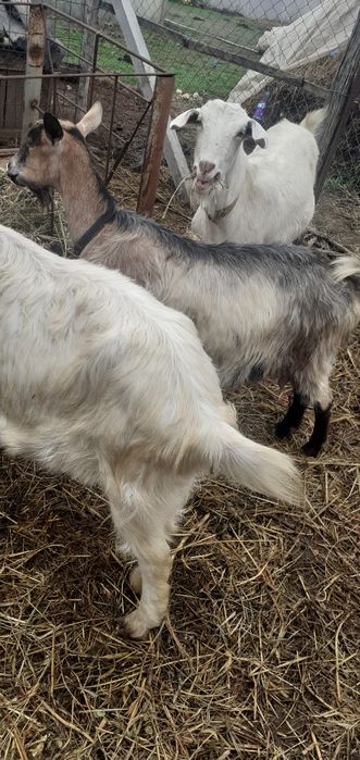 Vand capre bune de lapte tinere