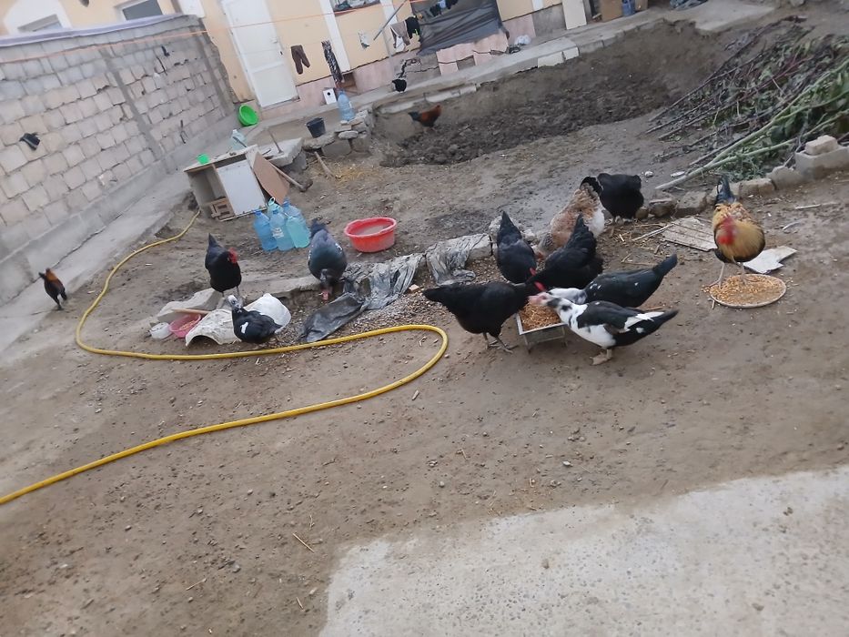 Tovug va horoz indautkalar sotiladi tuxum tugib turibdi