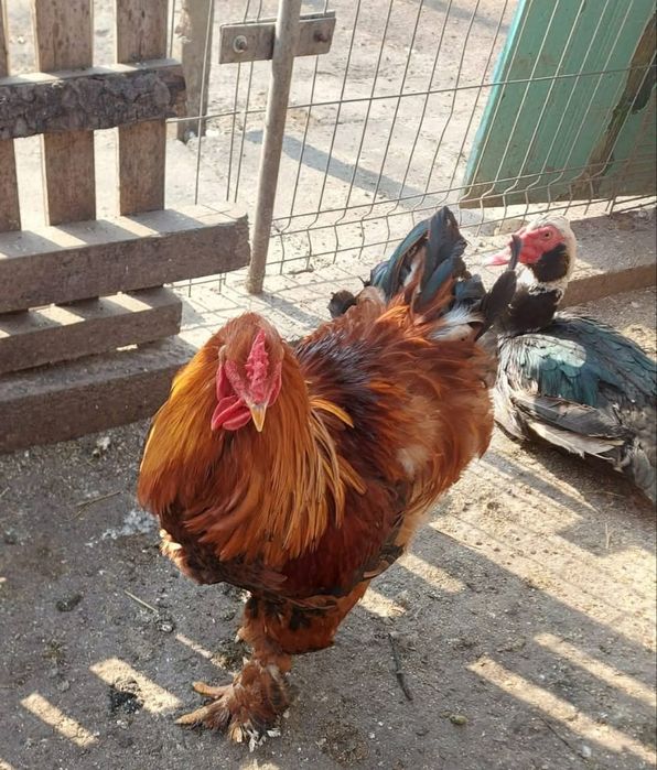 Cocoși crescuți la țară