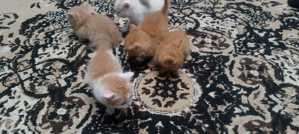 4 мальчика, одна девочка