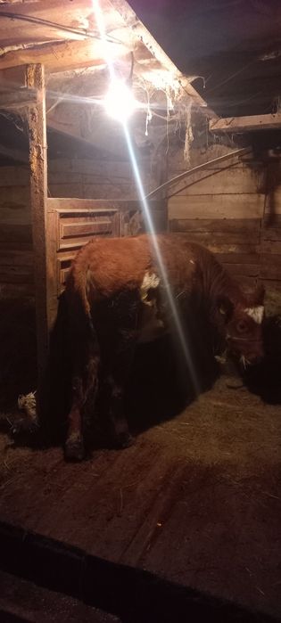 Тайынша сатамын ұрғашы