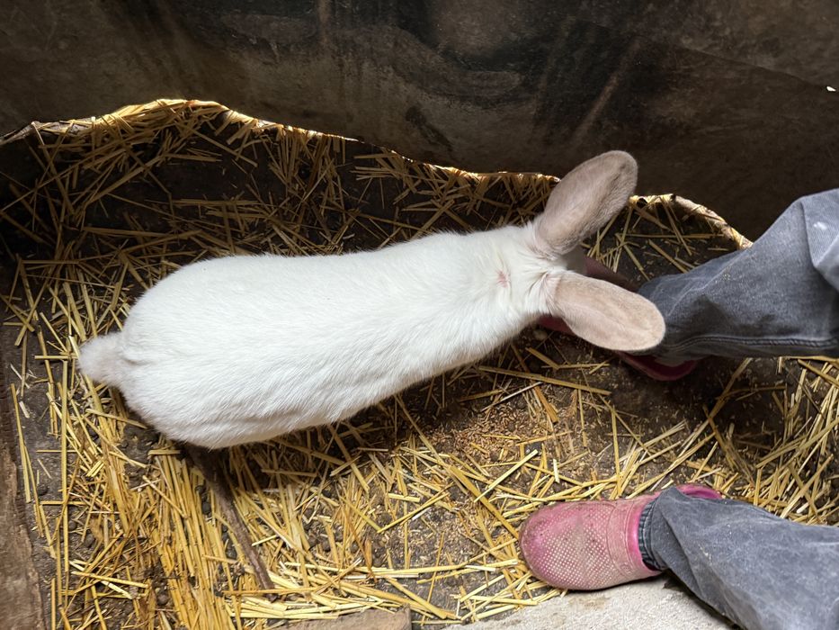 Vand un mascul+o femela 250 de lei se vand urgent