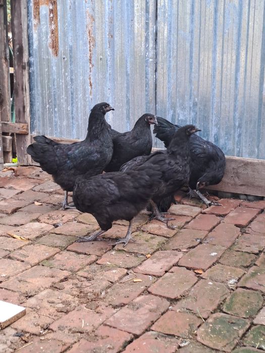 Gaini australorp