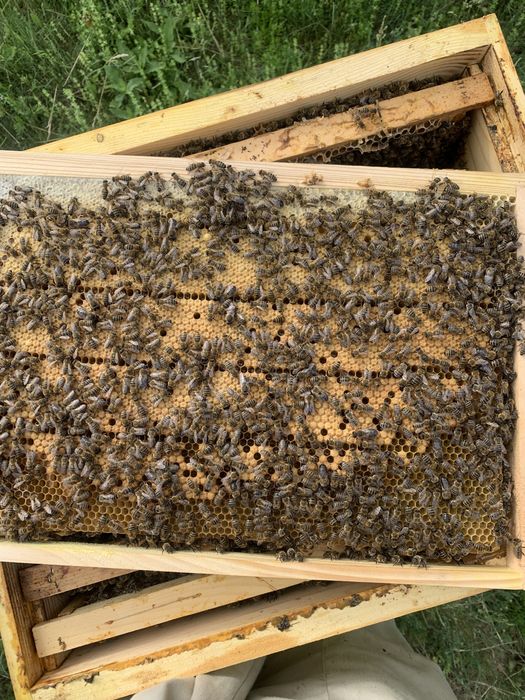 Пчелни отводки.Лицензиран производител