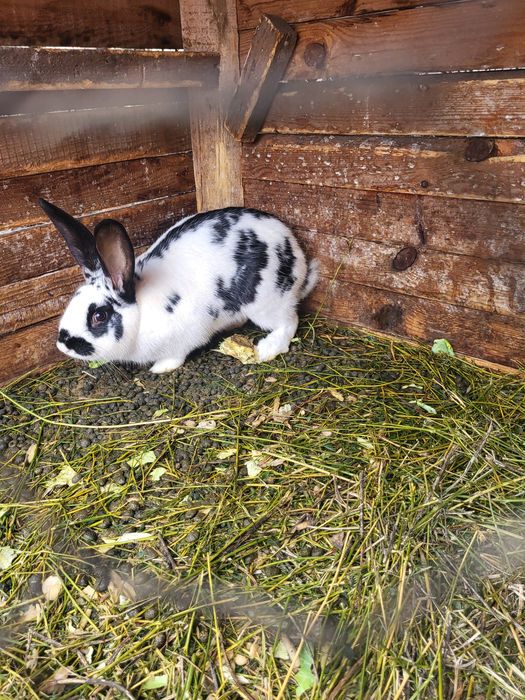 Vând iepuraș Fluture german