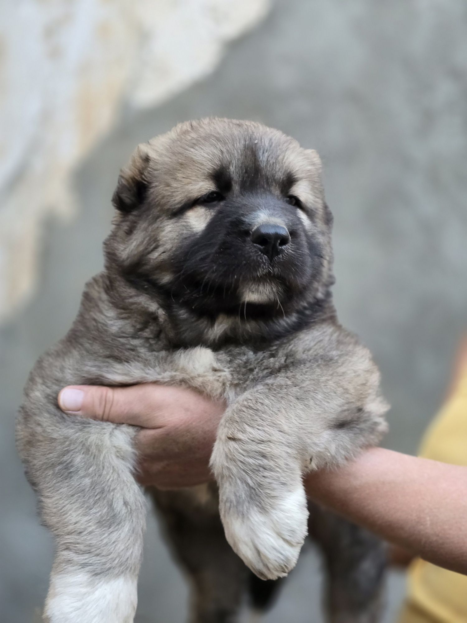 Щенки алабая на продажу