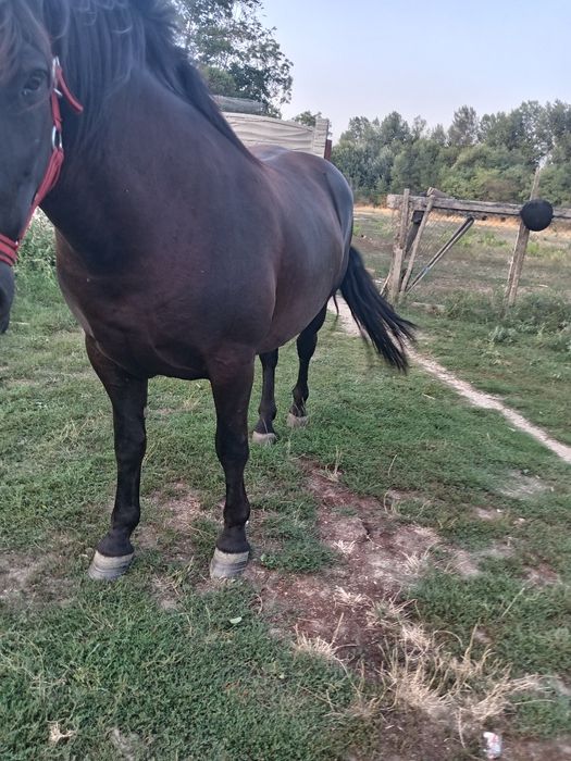 Iapă de 5 ani foarte cuminte