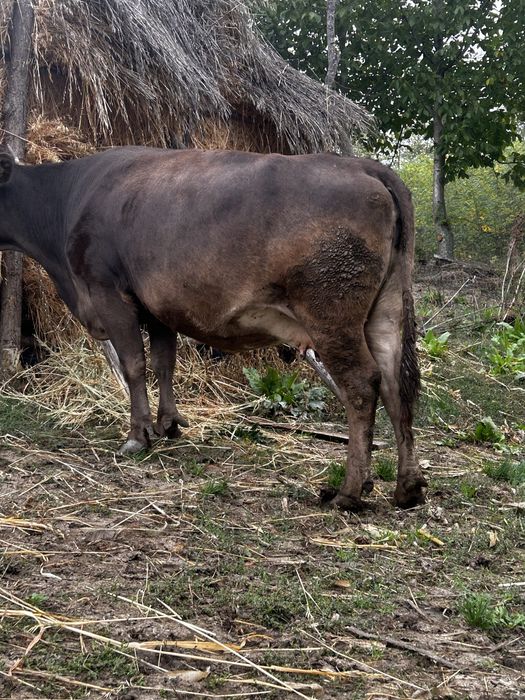 vand vaca cu vitel in burta are 2 fatari
