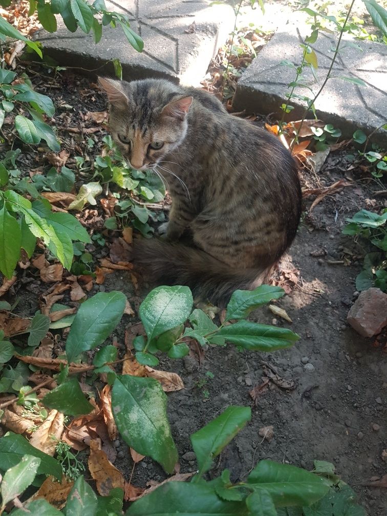 Pisica adultă,  paznic bun al curții
