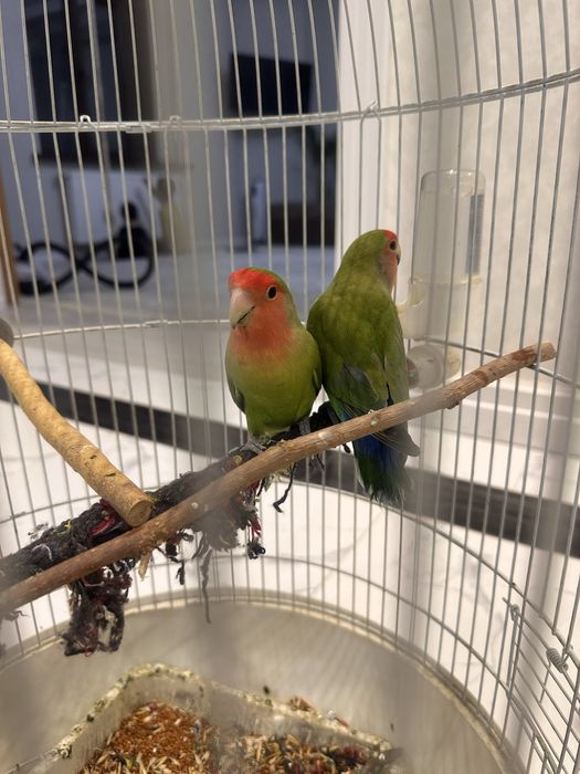 Попугаи неразлучки