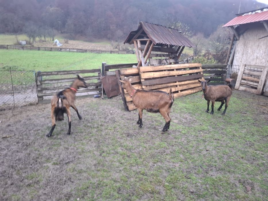 Capre alpine franceze gestante