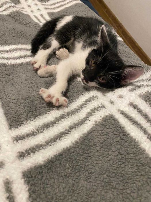 motan pentru adoptie