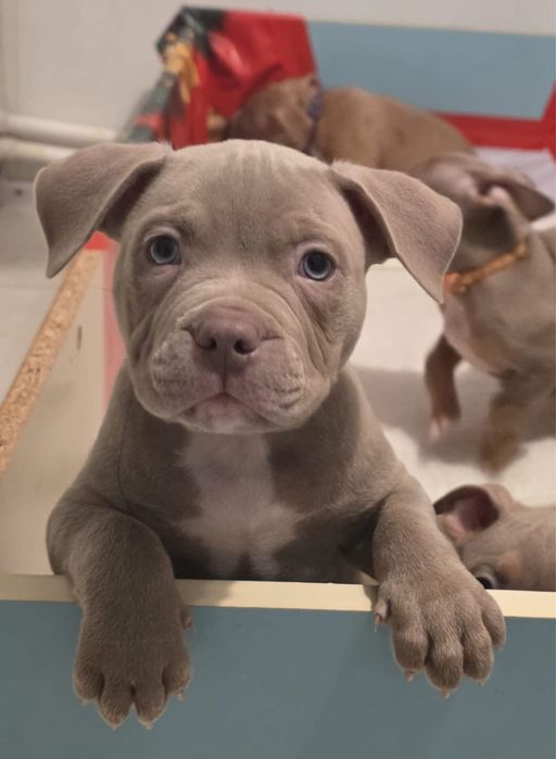 American Bully Standard