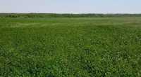 Поливная земля (рисовые чеки) 10 гектар с чистой ТОО