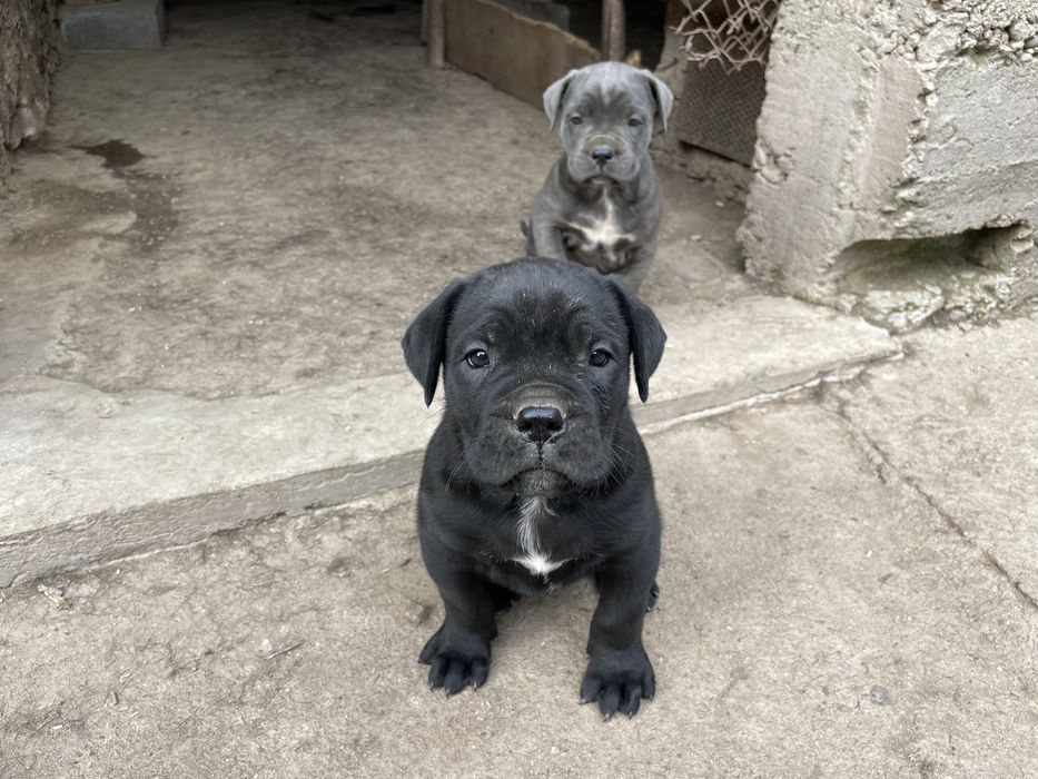 Кане корсо cane corso