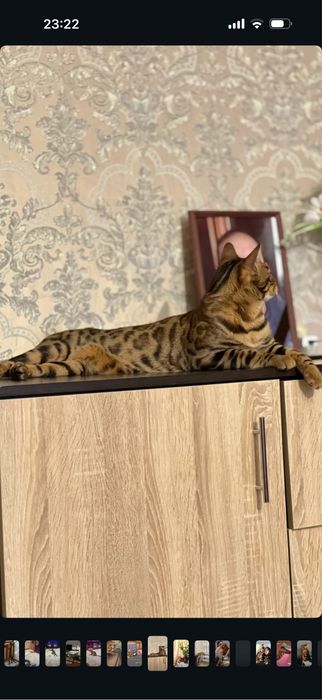 Бенгал, мальчик, кастрирован