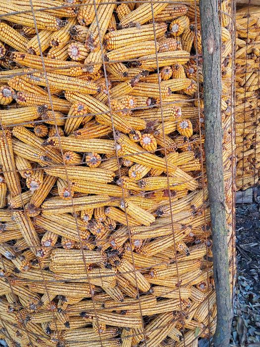 Vând știuleți de porumb producție 2025!