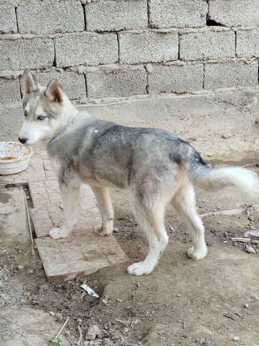 Собака.Сибирский лайка