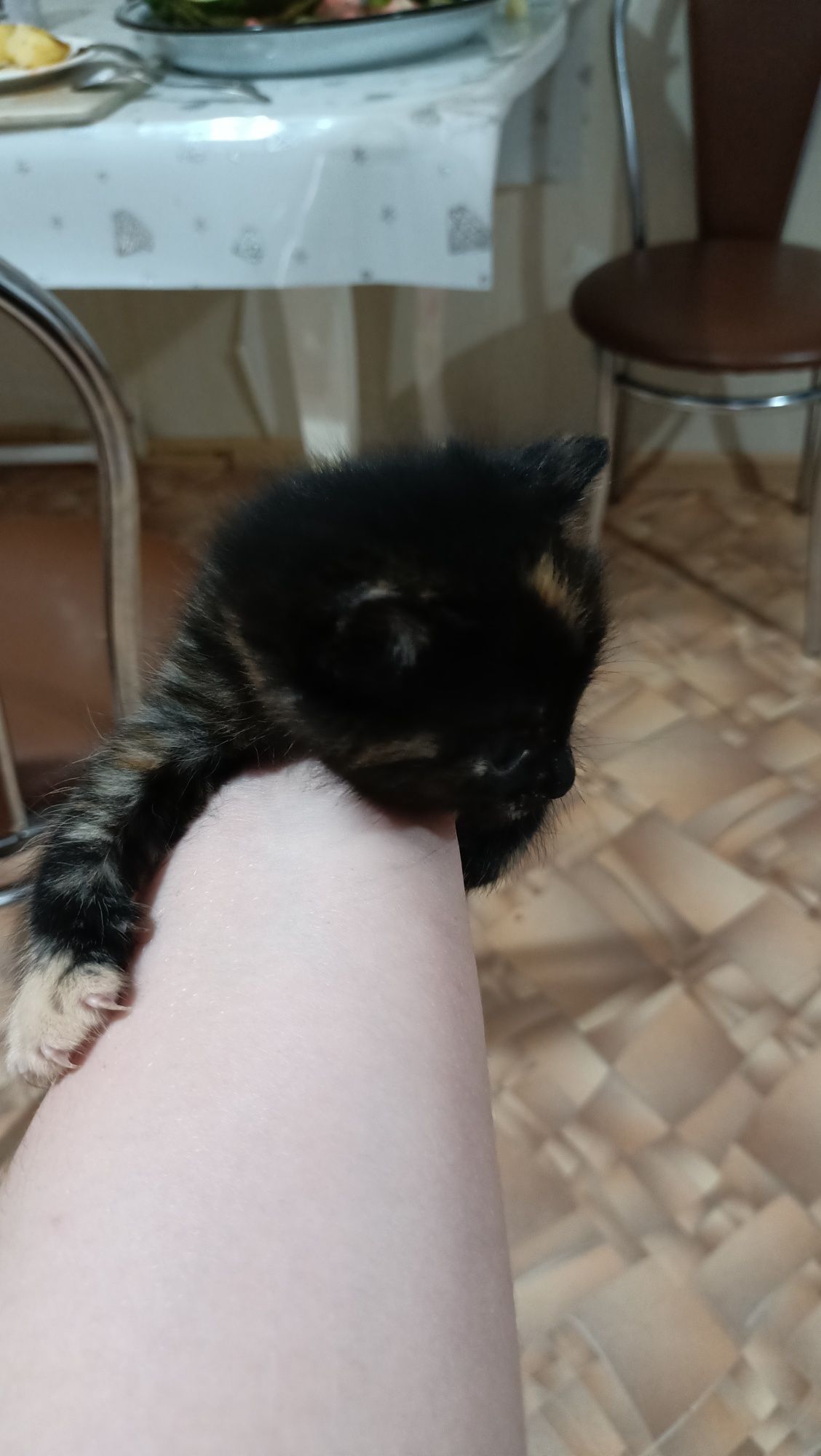 Отдам котят срочно разноцветные девочки