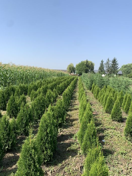 Tuia smaragd…..1,2-1,3m…….30 lei