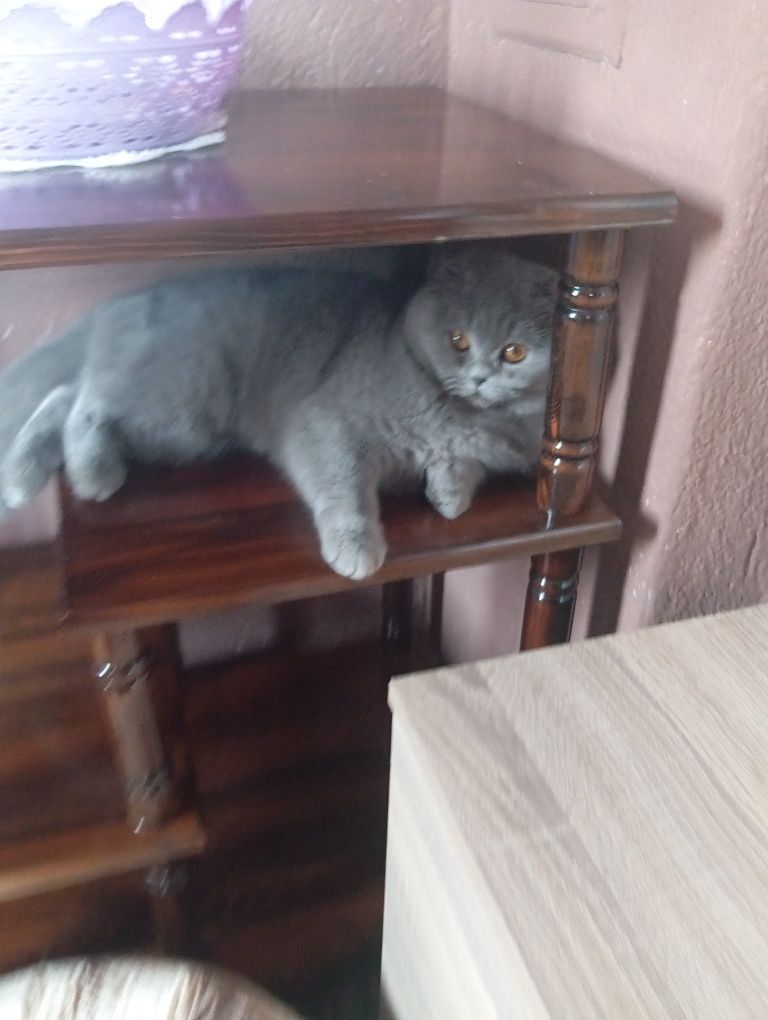 Шотландска клепоуха котка