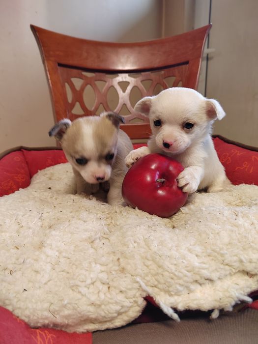 Чихуахуа мини  чихуа