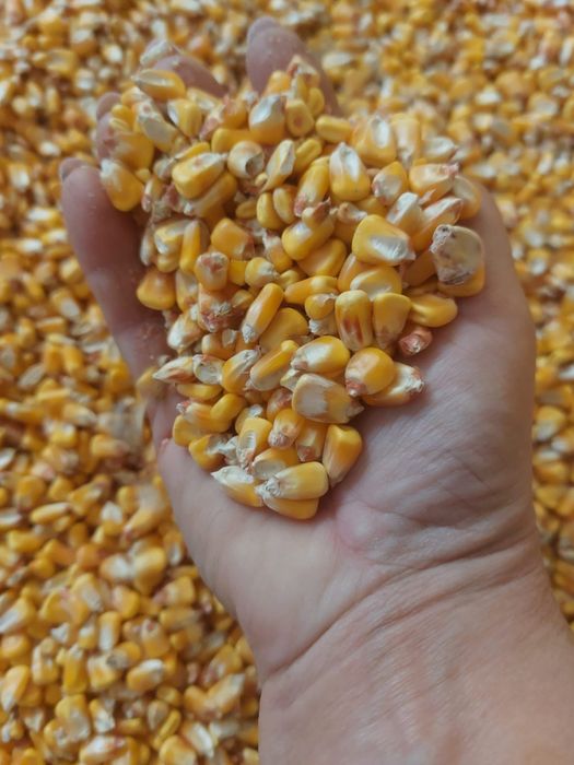 Porumb și grâu 2025