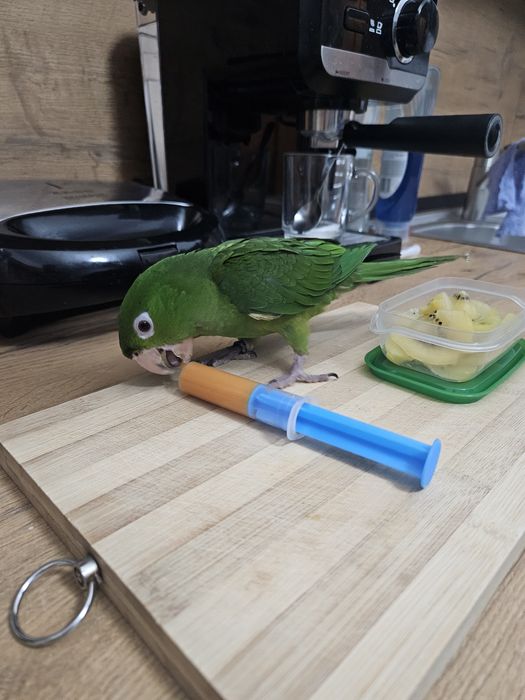 Pui papagal Conur cu Gâtul Roșu / Red Throated Conure