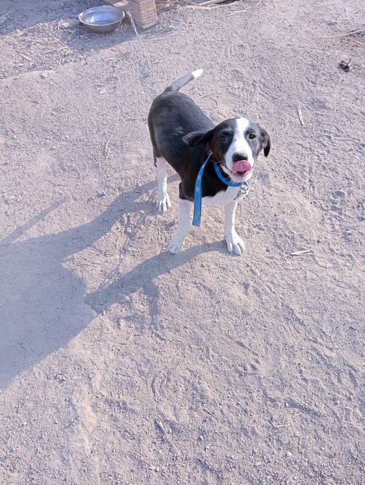 Отдам в хорошие руки!!!