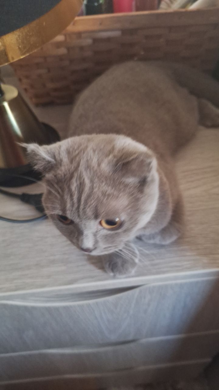 Отдам кота  даром