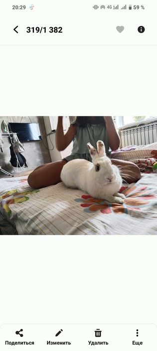 Декоративный кролик домашний