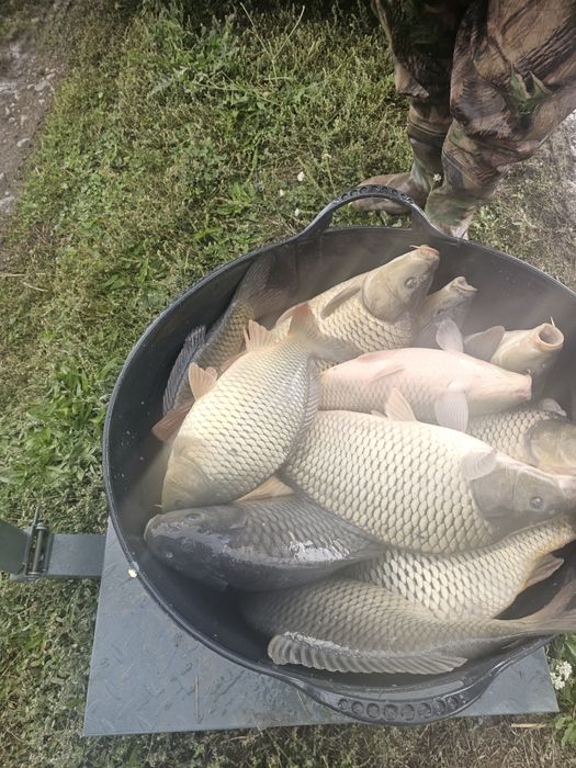 Crap romanesc vara 3