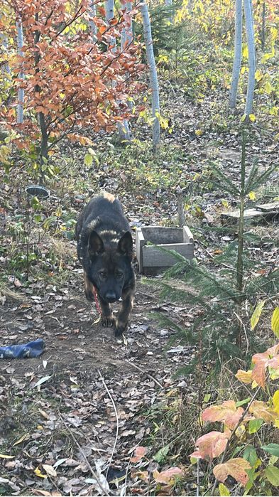 Donez ciobanesc german