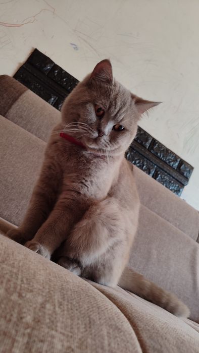 Кот и кошка O'g'il va qiz bola mushukla