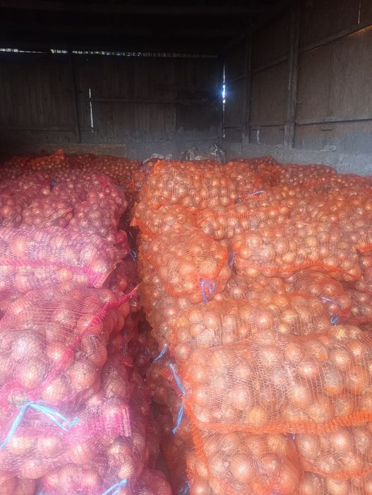 ceapa 0.70 bani kg.  unirea de Braila