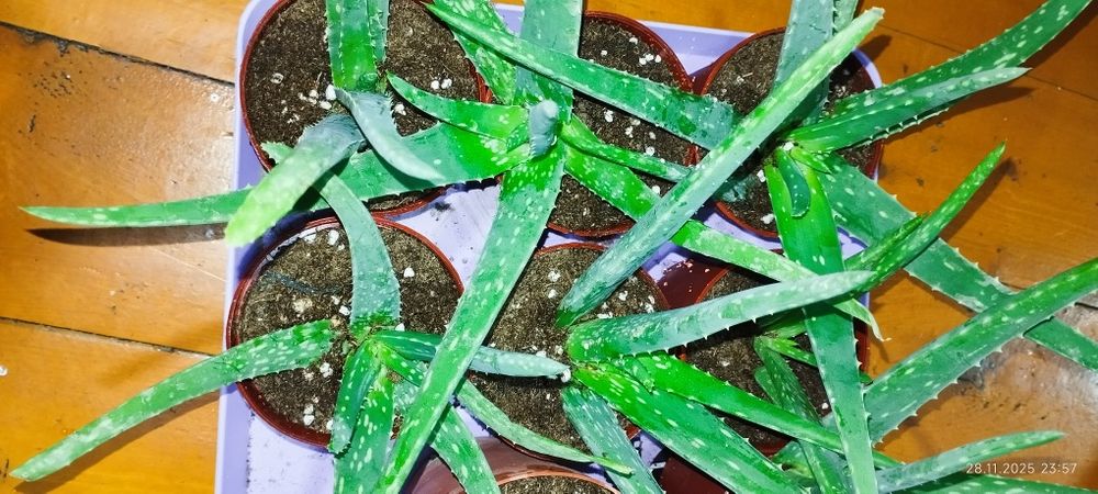 Домашние цветы оптом