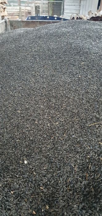 Floarea soarelui