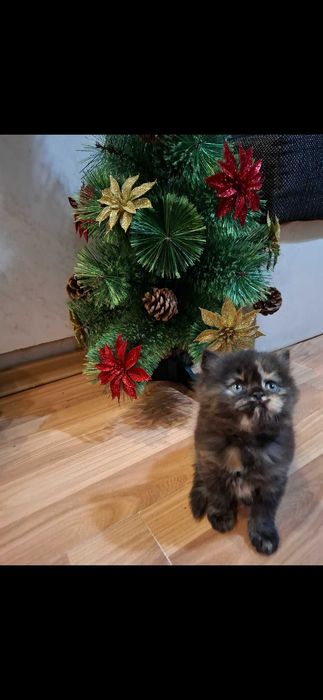 Персийски котета