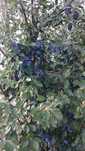 Vand suc de piersici si prune
