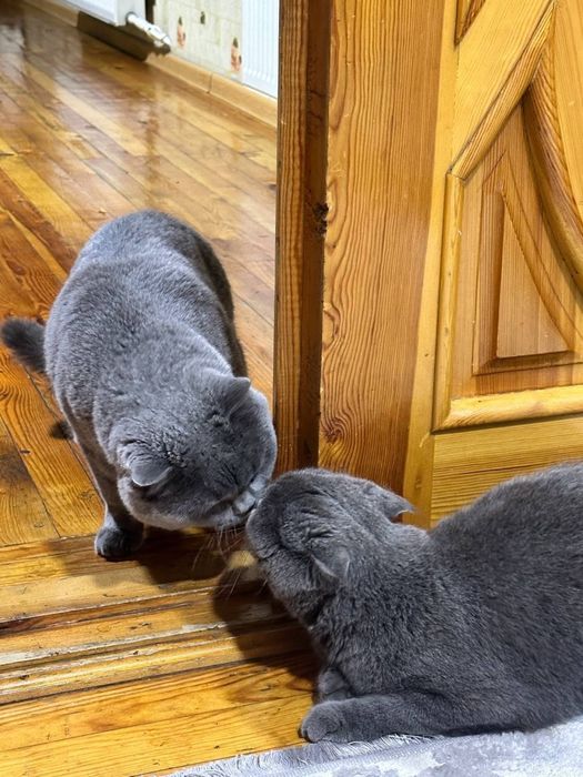 Продается котята скоттиш страйт