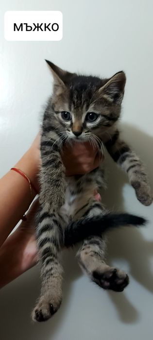 Подарявам 2 котета