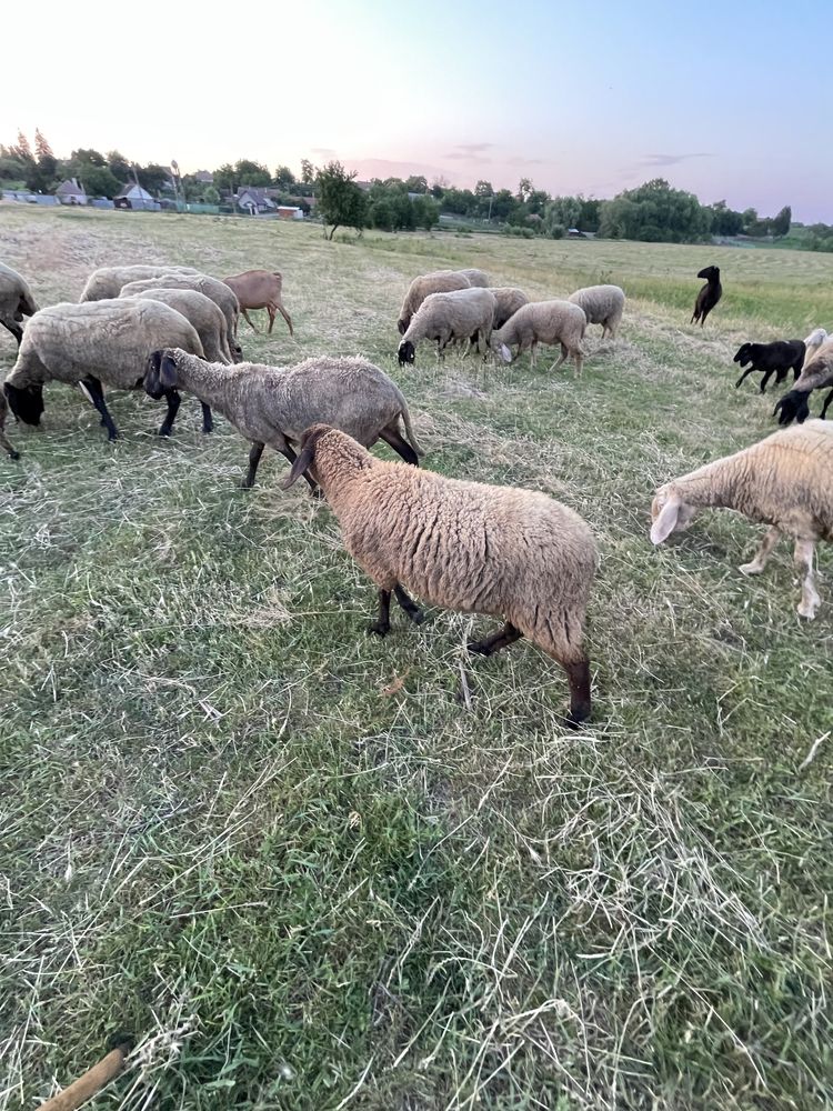 Oi , berbeci si miei rase de carne , rasele tigaie de banat si bergamo