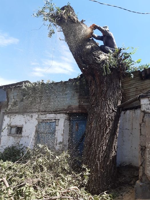 Спил, распил деревьев профессионально и не дорого. Вывоз. Верхолазы.