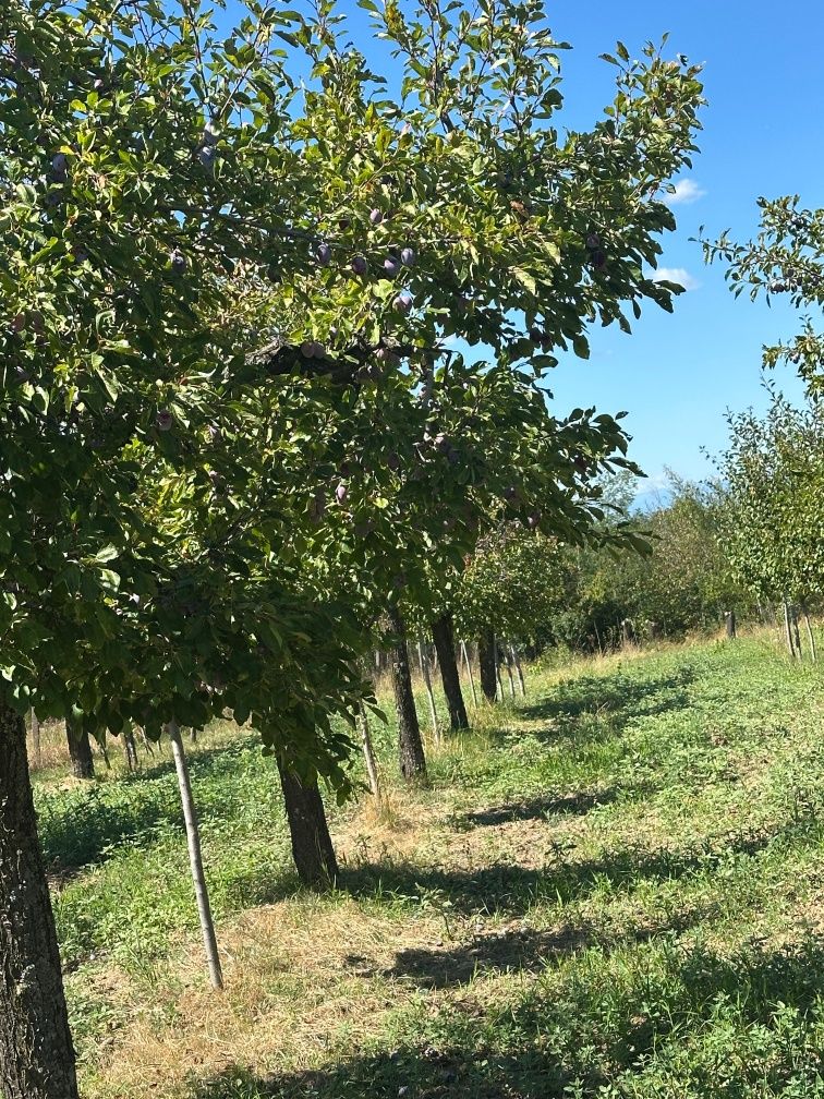 Prune pentru  țuică agen și dublu agen calitate  foarte bună